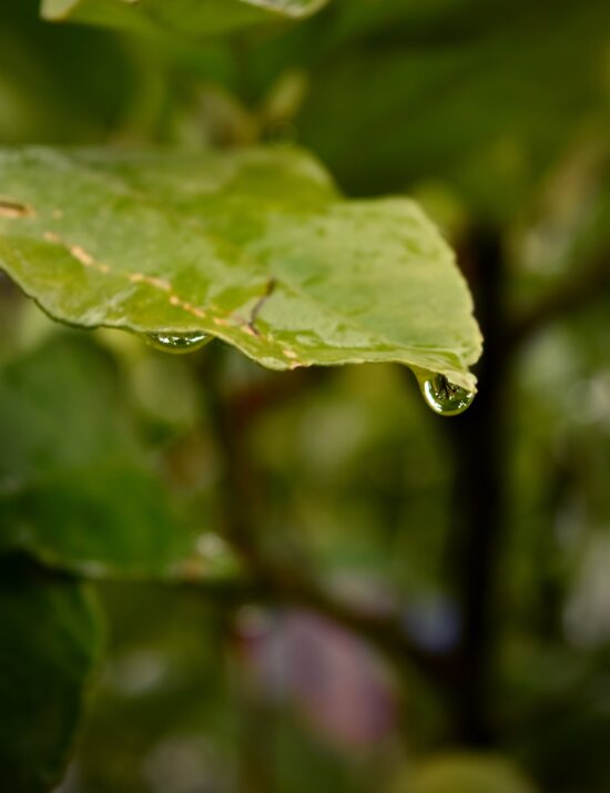 regndråbe, våd, fugt, grønne blade, waterdrop, natur, regn, plante, træ, blad