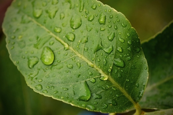 foglia verde, da vicino, rugiada, agrumi, albero, limone, rami, condensazione, bagnato, umidità