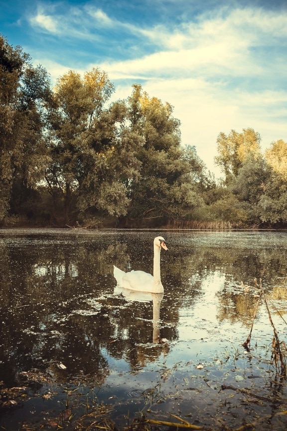 swan, young, beautiful photo, bird, swamp, sunshine, lakeside, sunny, majestic, reflection