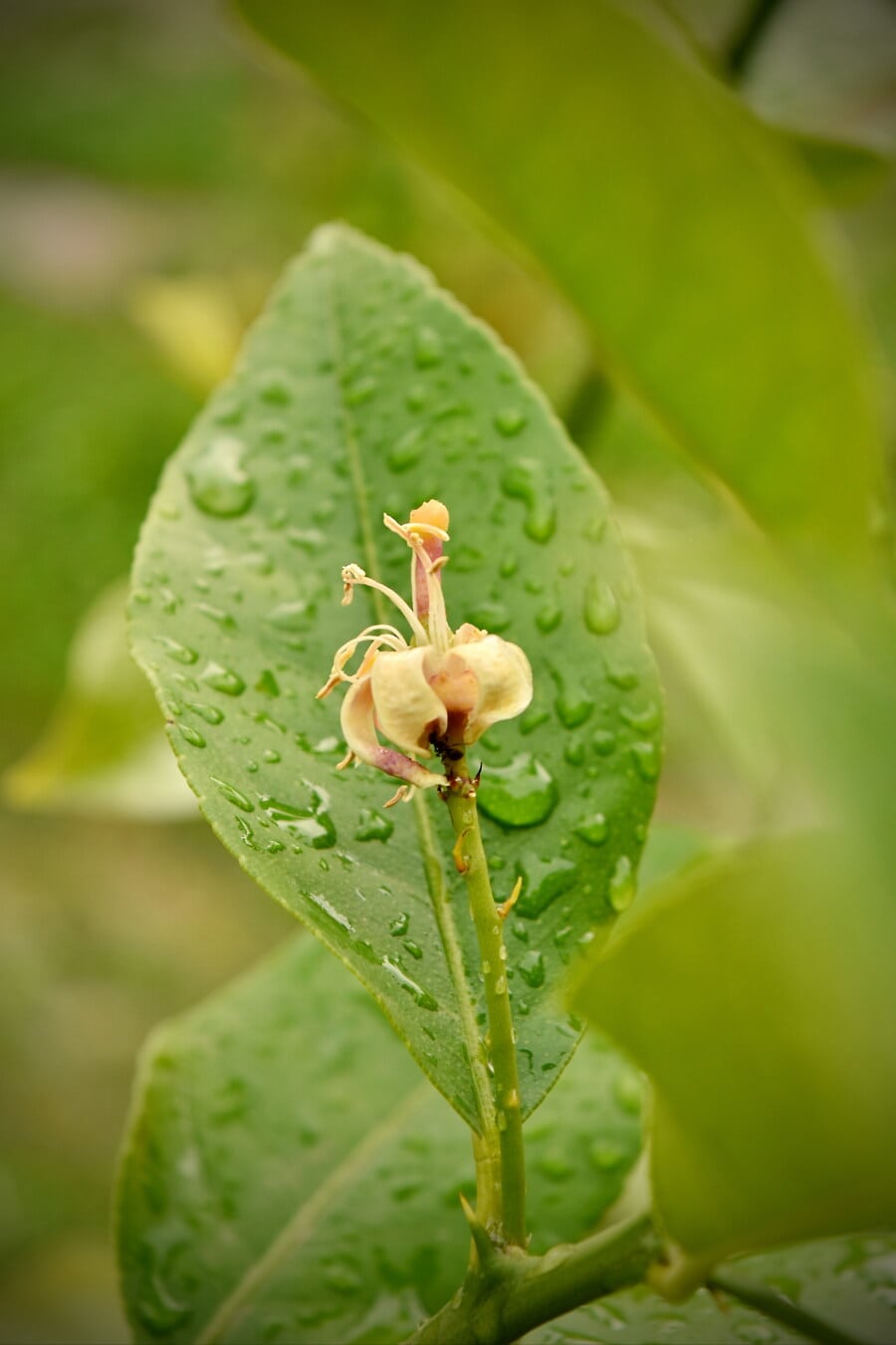 flower bud, flower, lemon, pistil, citrus, moisture, waterdrops, raindrop, organism, organic