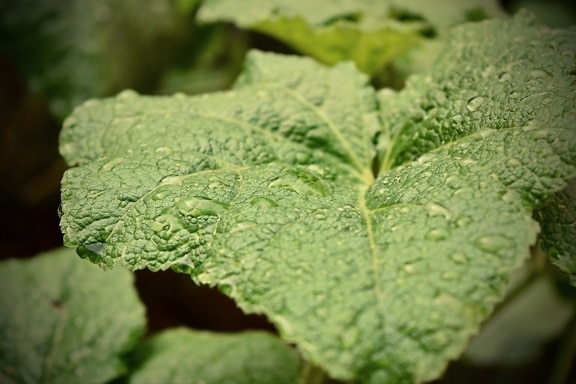 big, green leaf, moisture, morning, dew, plant, leaf, herb, nature, flora