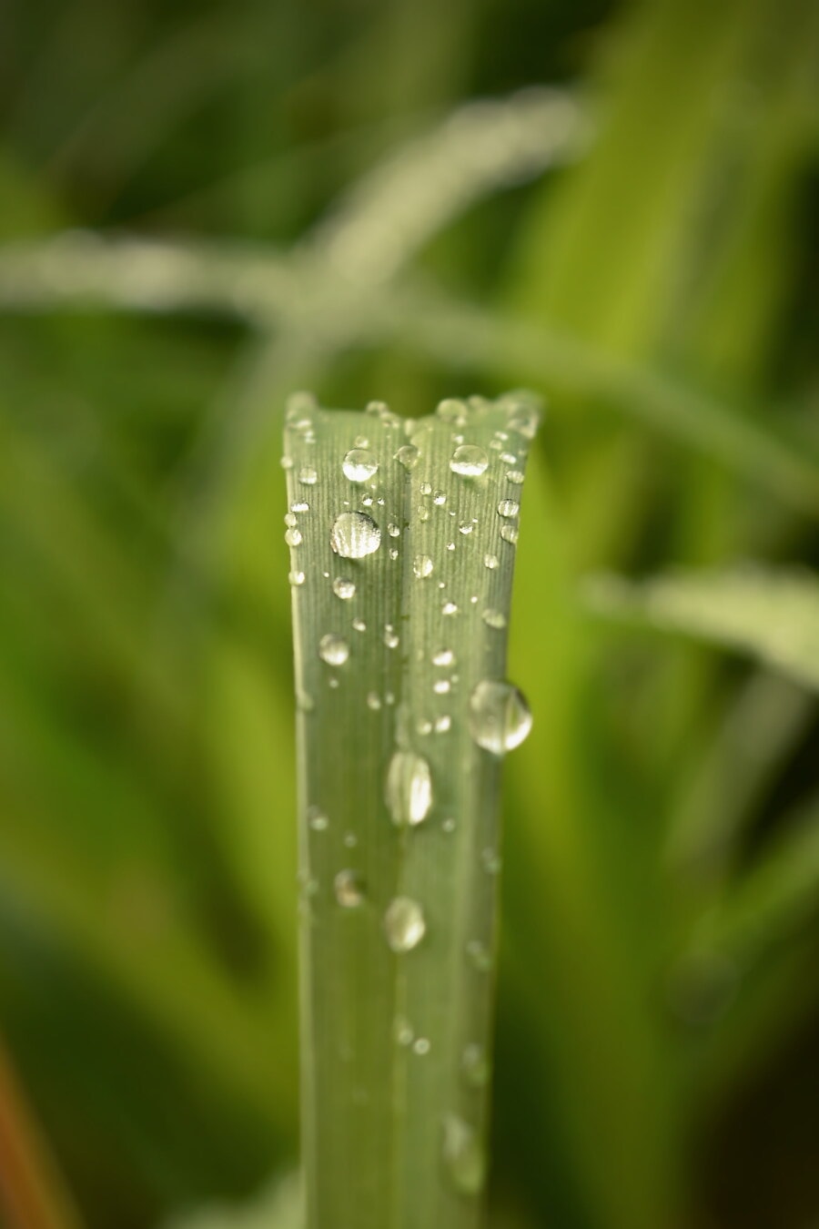 greenery, moisture, green leaf, condensation, dew, greenish yellow, purity, liquid, wet, spring time
