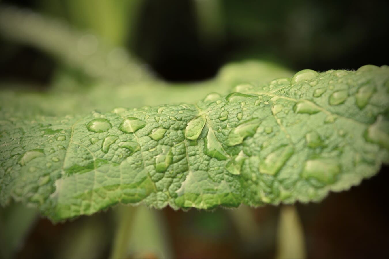 gotas de água, detalhes, gota de chuva, condensação, umidade, perto, folha verde, orvalho, planta, folha