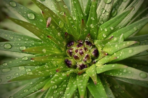 мокър, природата, листа, растителна, билка, дъждовна капка, дъжд, флора, роса, влага