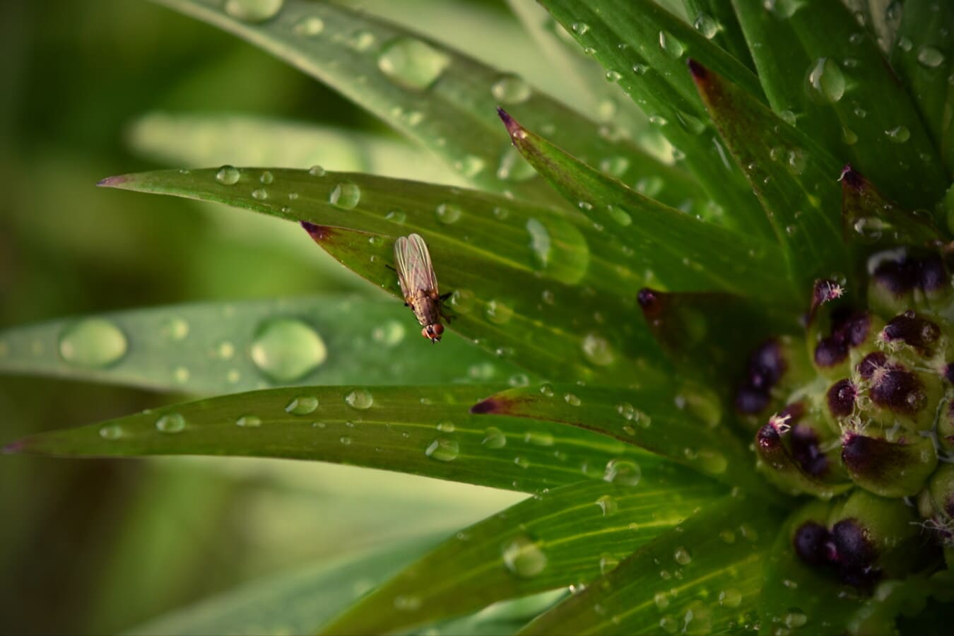 зелени листа, насекоми, дъждовна капка, листа, растителна, роса, дъжд, капка, флора, мокър