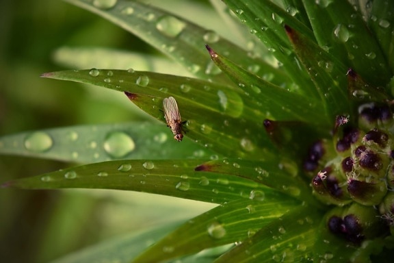 绿色的树叶, 昆虫, 雨滴, 叶, 植物, 露, 雨, 下降, 植物区系, 湿