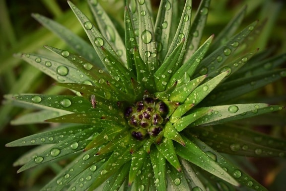 waterdrops, moisture, close-up, green leaves, flower, pistil, plant, leaf, tree, dew