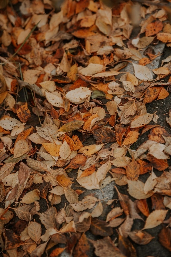 száraz, levél, levelek, száraz évszak, ősz, minta, október, közelkép, textúra, természet