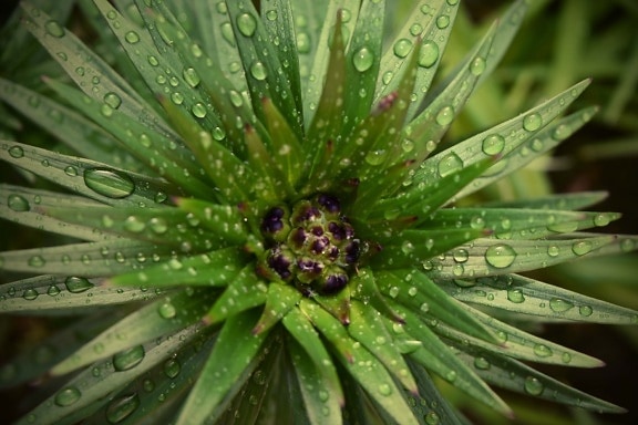 gotas de água, umidade, orvalho, gota de chuva, flor em botão, perto, folhas verdes, natureza, flora, chuva