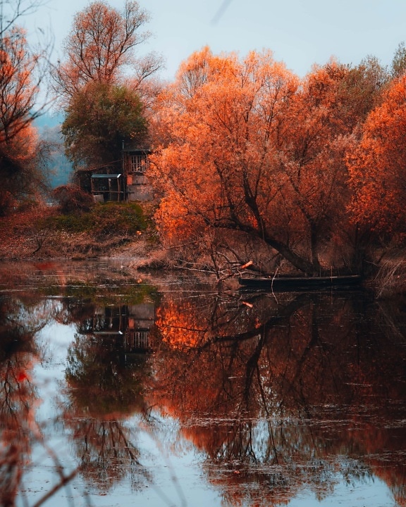 秋天季节, 湖, 海岸, 树, 农村, 早上, 橙黄色, 颜色, 秋天, 树