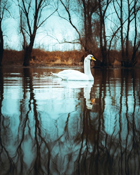 swan, pair, lakeside, swimming, wading bird, bird, nature, reflection, water, lake