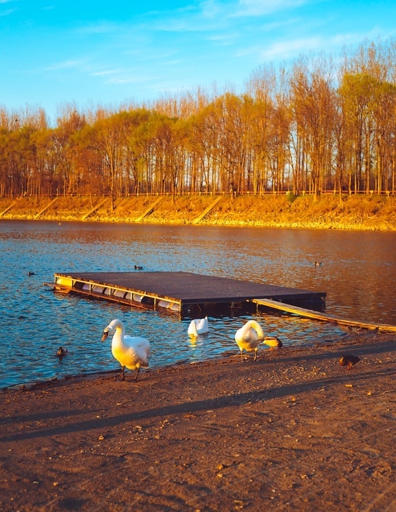sunny, sunshine, wading bird, ducks, autumn season, swan, water, lake, landscape, river