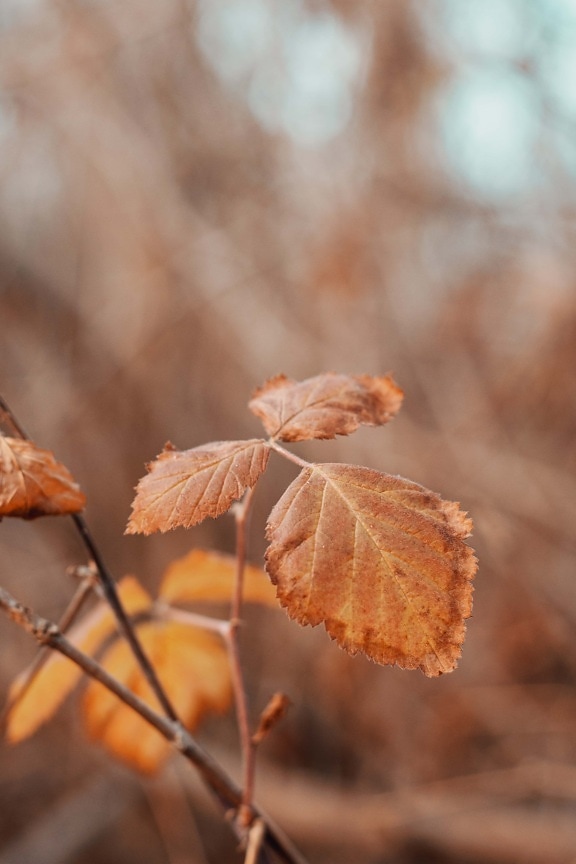 branchlet, leaf, autumn season, focus, close-up, nature, wood, outdoors, tree, blur