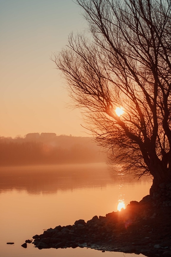 rivière, paysage, coucher de soleil, aube, arbre, silhouette, soleil, soirée, brouillard, rétro-éclairé
