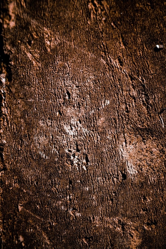 Cortex, sepia, bark, helt tæt, træ, mønster, overflade, grunge, materiale, gamle
