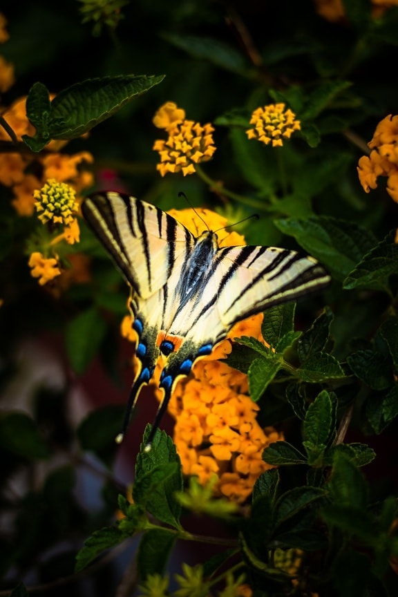 vlinder bloem, vlinder plant, vlinder, bloem, blad, natuur, insect, struik, geel, zomer