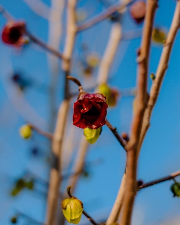 flower bud, outdoors, tree, nature, branch, leaf, flower, fair weather, blue sky, bright