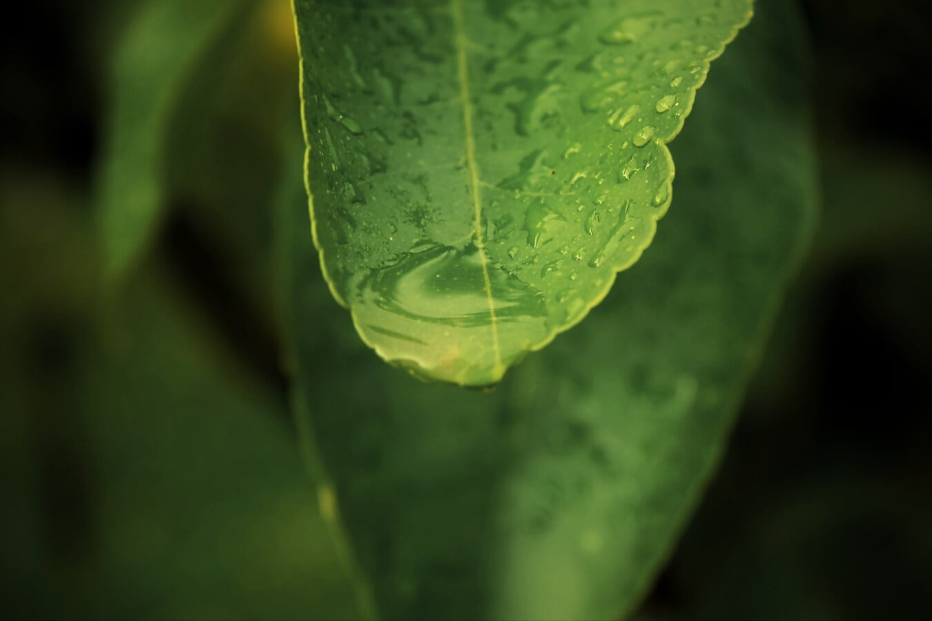 крапля води, сезон дощів, вологість, дощова крапля, дощ, зелений лист, близьким, фокус, роси, флора
