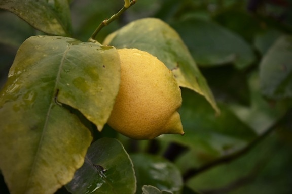 citrus, citroen, fruitboom, vrucht, blad, produceren, natuur, voedsel, buitenshuis, vervagen