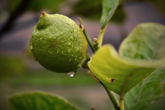 citrus, citrón, limetka, zelené listy, dažďová kvapka, rosy, pobočky, vlhkosť, príroda, ovocie