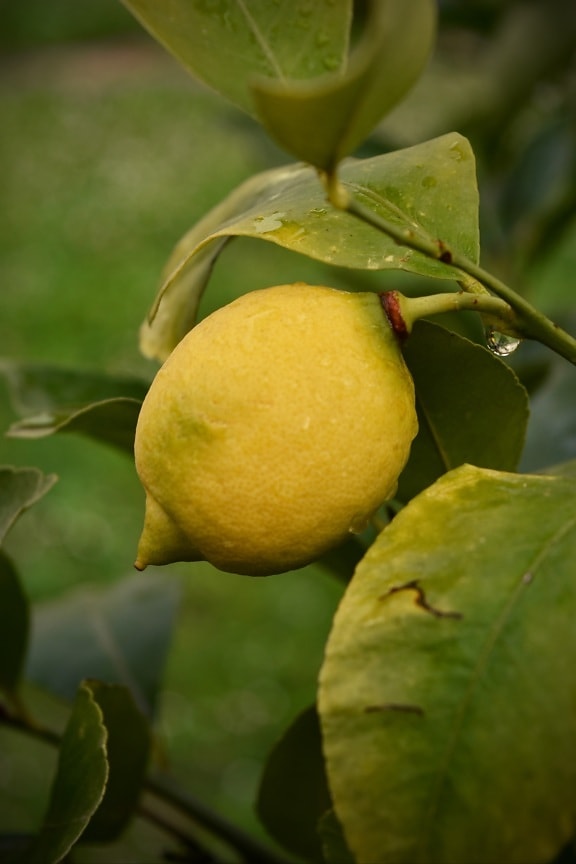 дерева, лимон, фрукти, плодове дерево, близьким, Сільське господарство, зелене листя, гілки, їжа, виробляють
