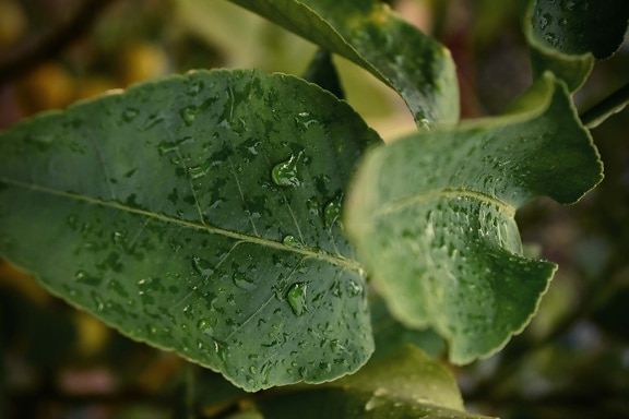 Wassertropfen, Regentropfen, nass, grüne Blätter, Flüssigkeit, Feuchtigkeit, Zweig, Flora, Kraut, Blatt