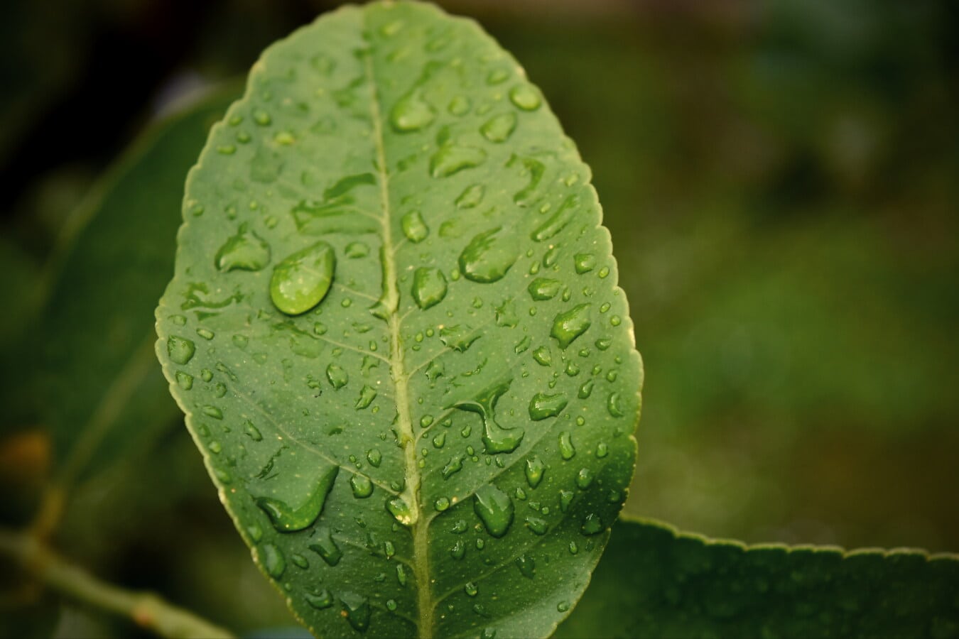 thực vật, thảo mộc, sương, thiên nhiên, mưa, lá, thực vật, Sân vườn, ẩm ướt, giọt nước mưa