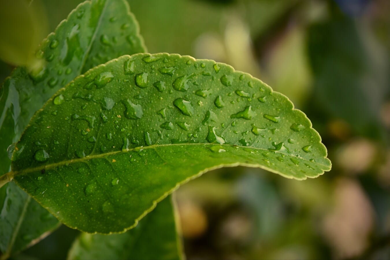 vanndråpe, dråper, regndråpe, regn, grønne blad, nært hold, blad, urt, anlegget, natur