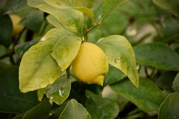 клонове, лимон, органични, овощна градина, цитрусови плодове, плодно дърво, плодове, природата, листа, храна