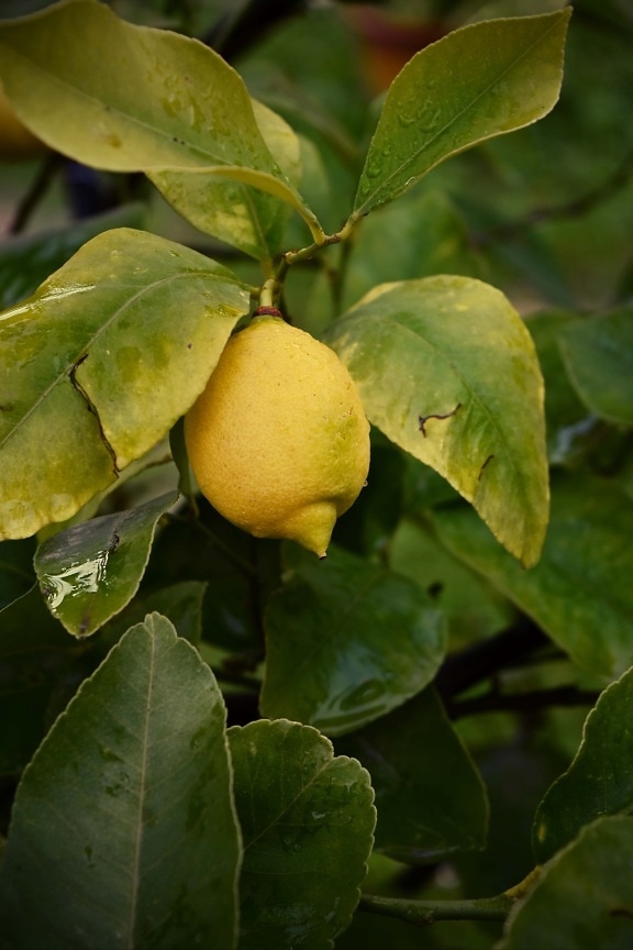 citrino, limão, tropical, exóticas, árvore de fruta, frutas, agricultura, perto, gota de chuva, umidade
