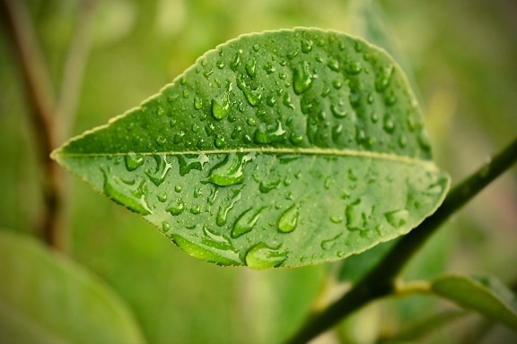 녹색 잎, 젖은, 빗방울, 자연, 봄 시간, 작은 가지, 수 분, 플로 라, 잎, 공장