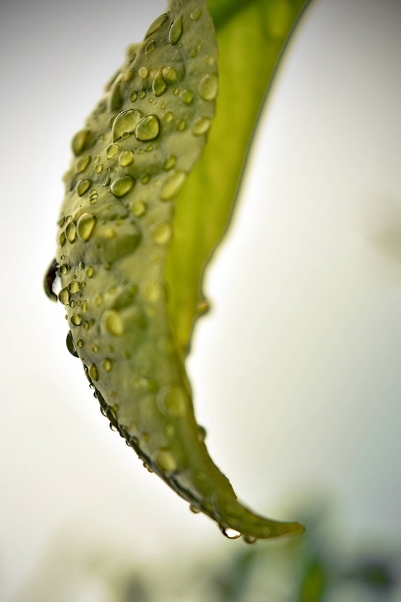 raindrop, green leaf, macro, close-up, moisture, liquid, drop, wet, nature, flora