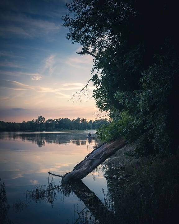 river, riverbank, driftwood, dusk, majestic, placid, tree, water, dawn, reflection