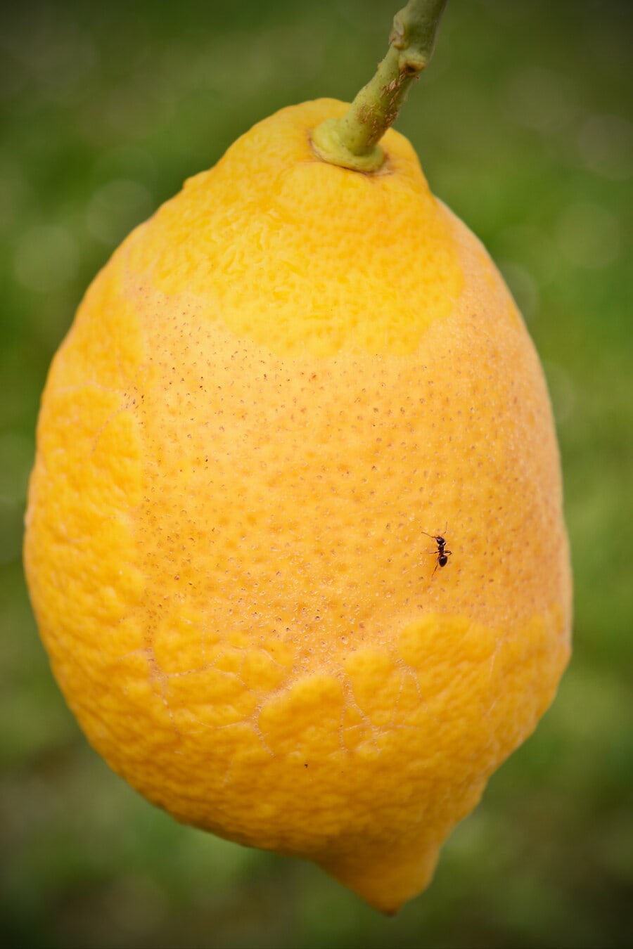 과일 나무, 과일, 큰, 레몬, 매달려, 작은 가지, 개미, 곤충, 음식, 생산