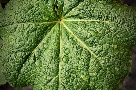 waterdrops, big, raindrop, green leaf, spring time, moisture, liquid, botany, flora, nature