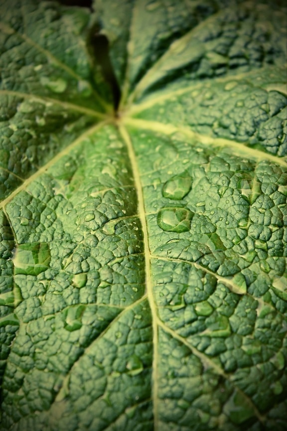 big, greenish yellow, green leaf, rainy season, waterdrops, dew, moisture, rainforest, leaf, plant