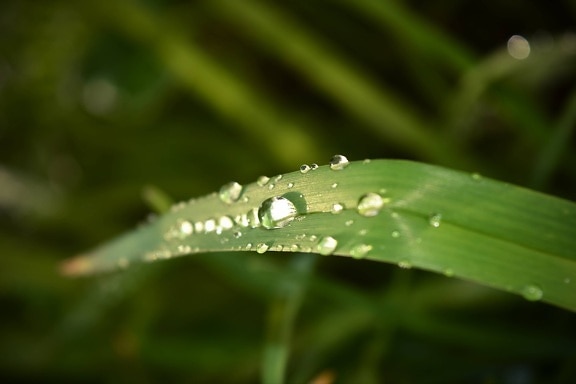 rugiada, umidità, goccia di pioggia, purezza, i raggi del sole, organismo, vita, pianta, erba, foglia