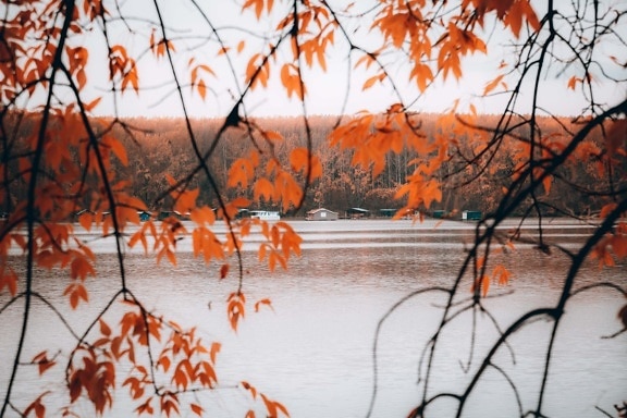 cabang, musim gugur musim, tepi danau, area resor, rumah perahu, daun, musim gugur, maple, pohon, alam