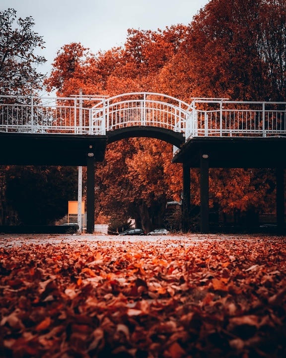 parc, ruelle, zone de villégiature, pont, saison de l'automne, zone urbaine, rue, arbre, lumière, bois
