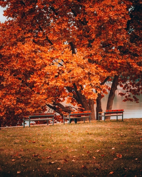 automne, parc, berge, pelouse, arbres, banc, assis, personne, érable, meubles