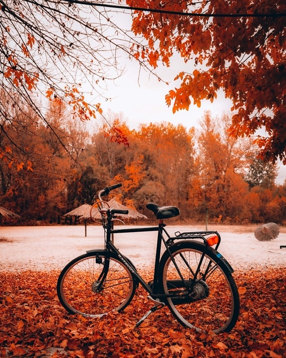 bicycle, beach, autumn season, wheel, road, tree, wood, park, leaf, color