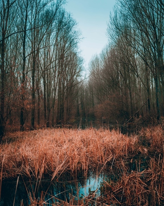 forest, weeds, autumn, swamp, river, tree, landscape, dawn, wood, nature