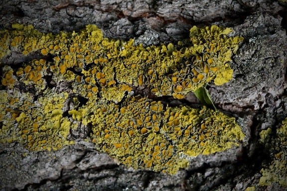 lichen, mousse, nature, champignon, texture, à l’extérieur, bois, Rough, écorce, fermer