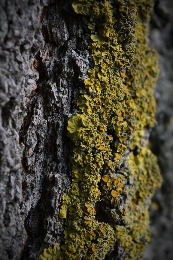 muscoso, lichene, abbaiare, legno, trama, fungo, pioppo, albero, muschio, natura