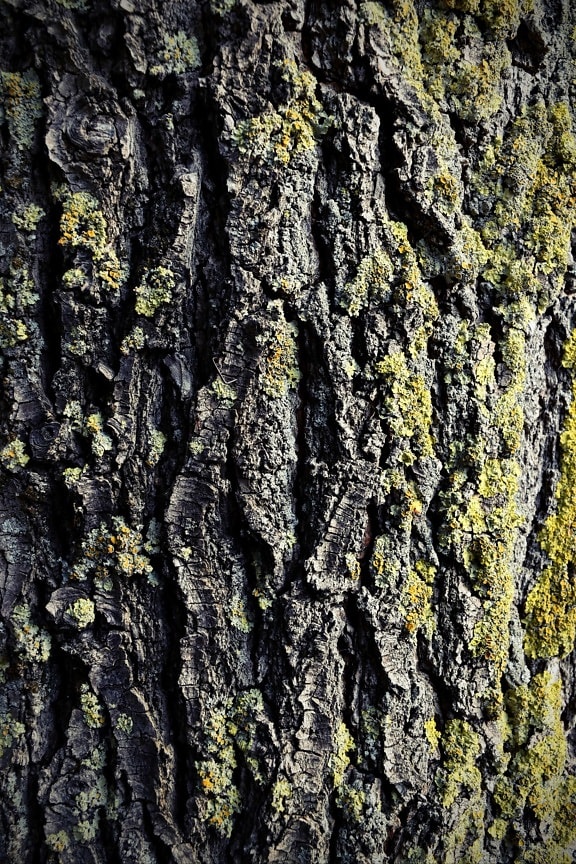 cortex, moussu, arbre, écorce, texture, lichen, bois, forêt, tronc, Rough