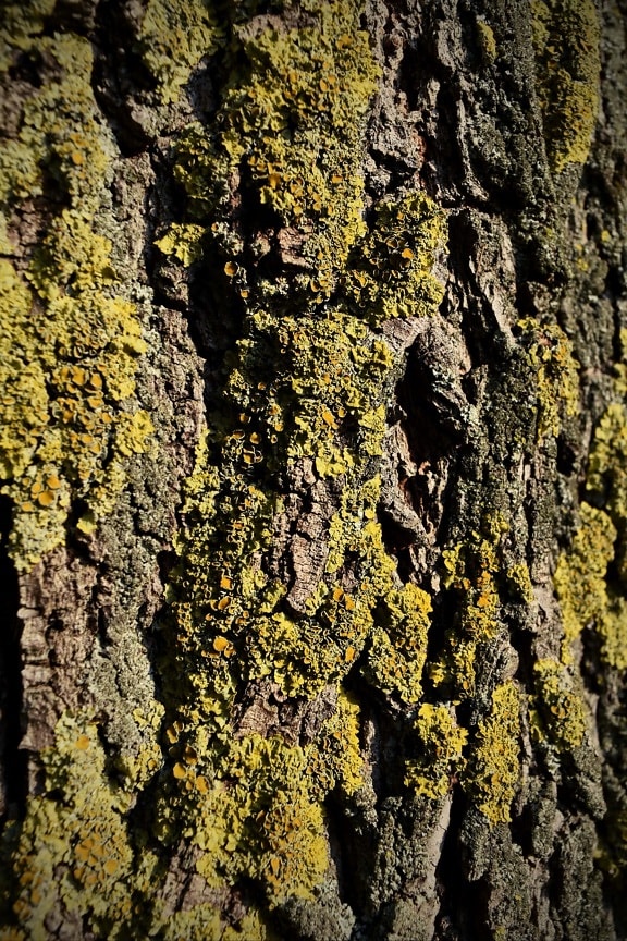 moussu, arbre, écorce, lichen, texture, cortex, mousse, bois, champignon, nature