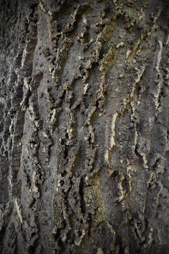 trunk, träd, grov, bark, mönster, konsistens, ytan, material, närbild, gamla
