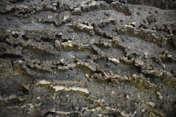 bark, cortex, tree, close-up, dark, texture, rough, nature, upclose, dirty