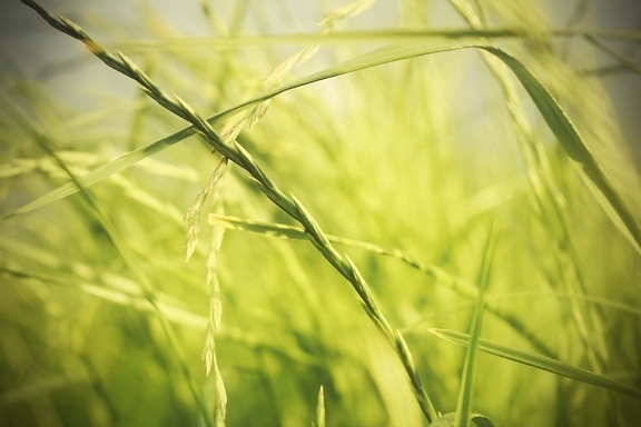 green leaves, close-up, grass, sunny, sunrays, spring time, sunshine, spring, summer, meadow