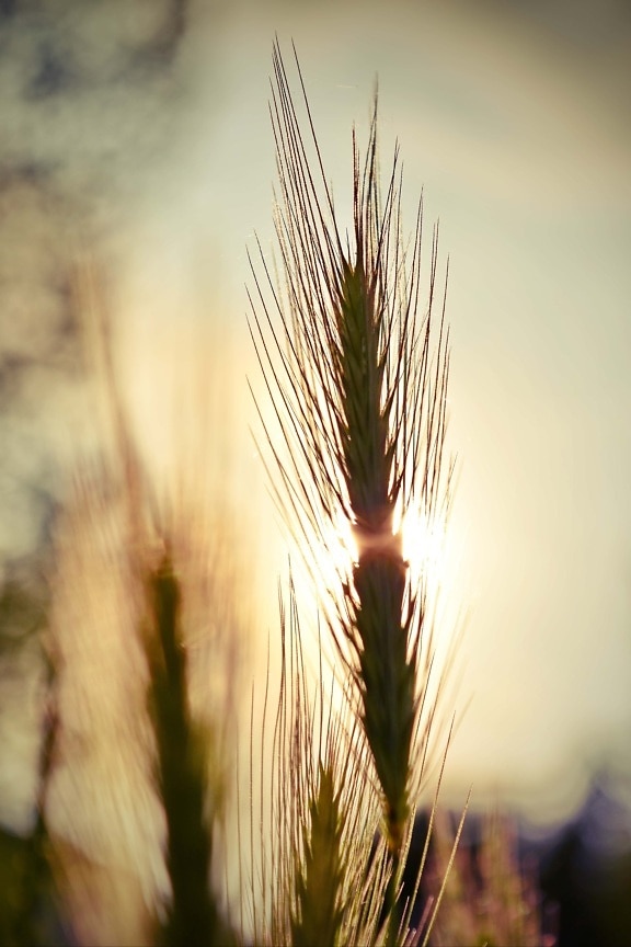 backlight, grass, sunrays, rural, grain, straw, rye, agriculture, sun, field